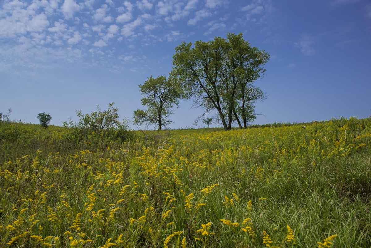 minnesota afton state park prairie