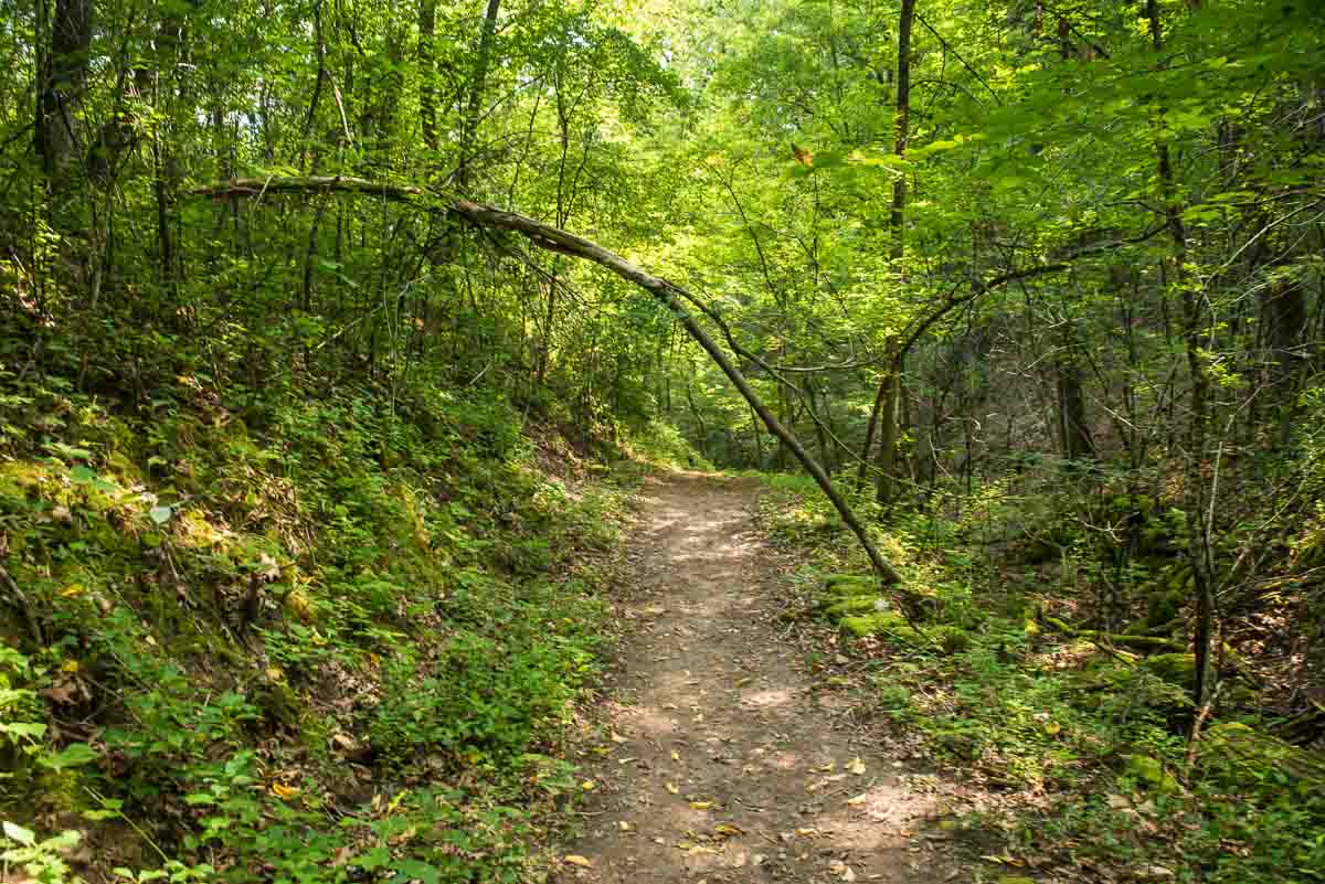 minnesota afton state park wooded path