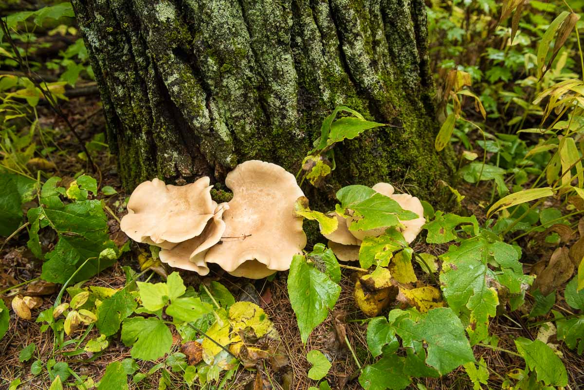 minnesota itasca wilderness trail mushrooms