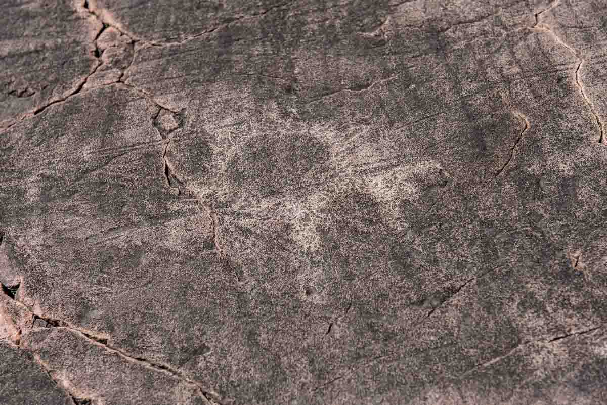minnesota jeffers petroglyphs turtle