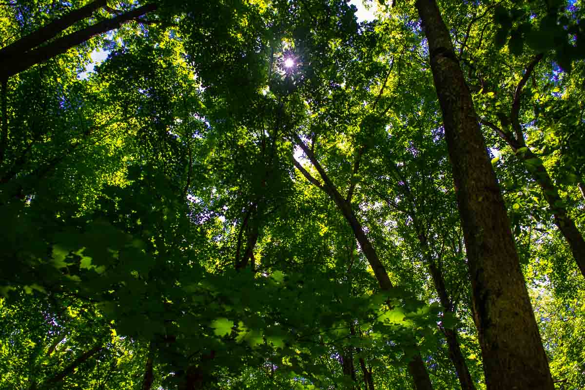 nerstrand big woods canopy