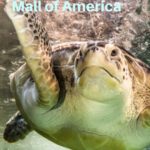 Mall of America Attractions Sea Life Aquarium
