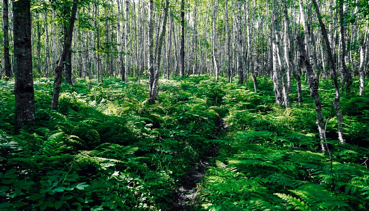 isle royale ferns