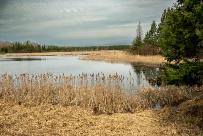 Walking Moose Lake State Park