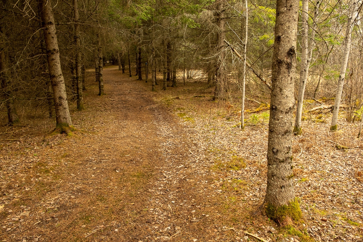 minnesota moose lake state park trees-2