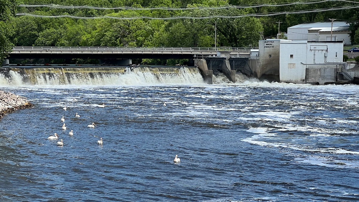 Pelicans southwest minnesota