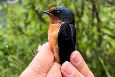 Birding in Winnipeg