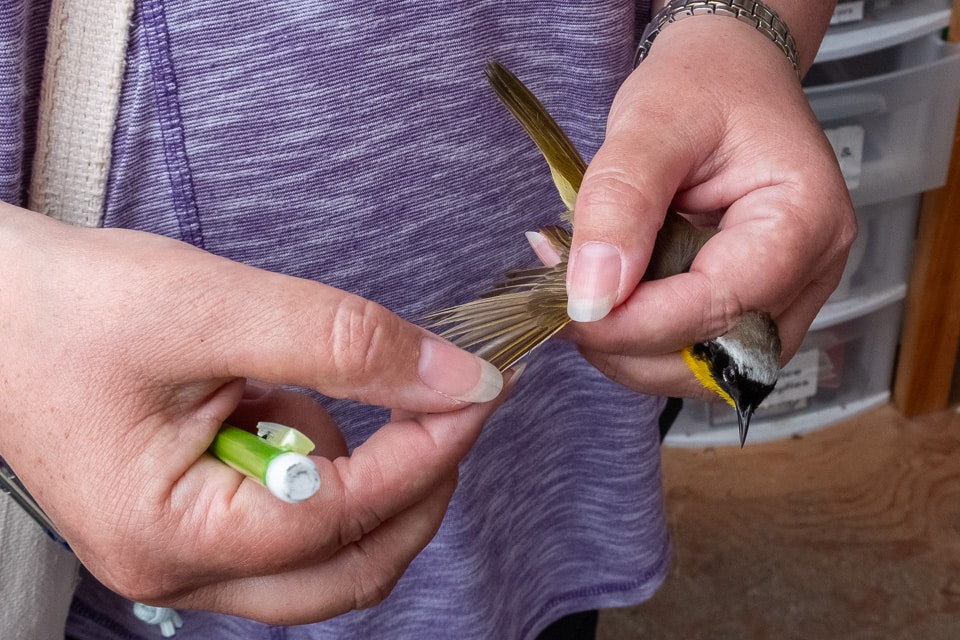 canada winnipeg oak hammock bird banding 3